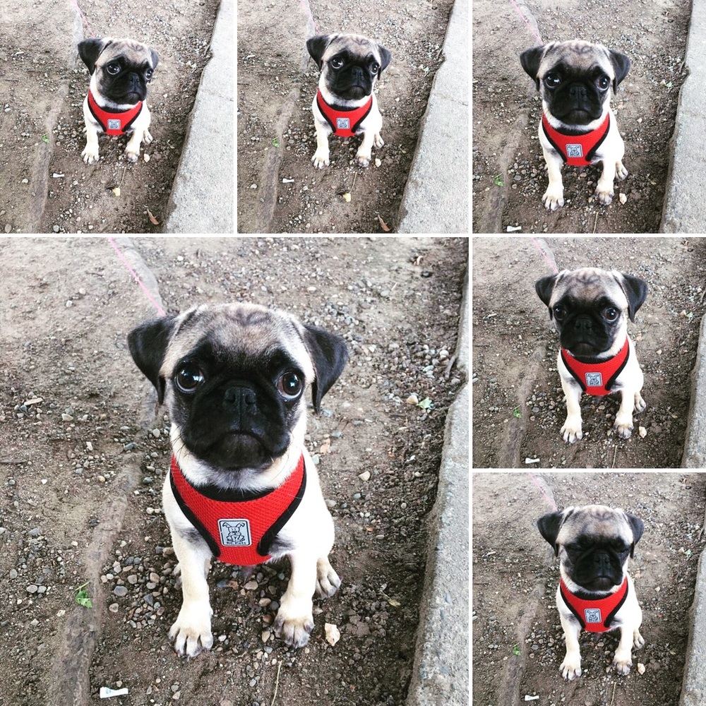 Meet your Posher, Suzie